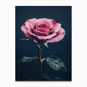 Pink Rose 12 Canvas Print