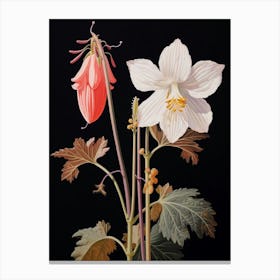 Flower Illustration Columbine 1 Canvas Print