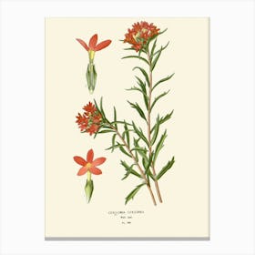 Red Columbine Canvas Print