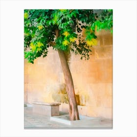 A Tree Of Granada Canvas Print