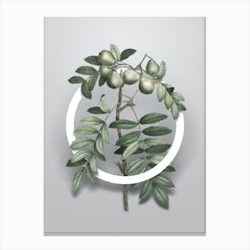 Vintage Service Tree Minimalist Botanical Geometric Circle on Soft Gray n.0524 Canvas Print