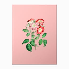 Vintage Rose Clare Flower Botanical on Soft Pink n.0009 Canvas Print
