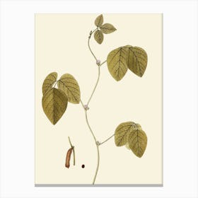 Ginkgo Biloba 4 Canvas Print