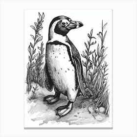 African Penguin Exploring 1 Canvas Print