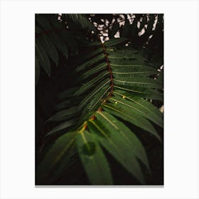 Green Tropical Leaf Canvas Print