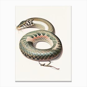 File Snake Vintage Canvas Print