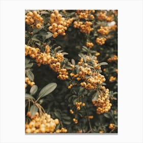 Pyracantha Plant Canvas Print