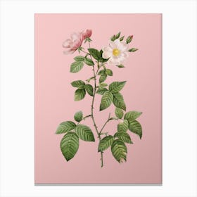 Vintage Red Bramble Leaved Rose Botanical on Soft Pink n.0871 Canvas Print