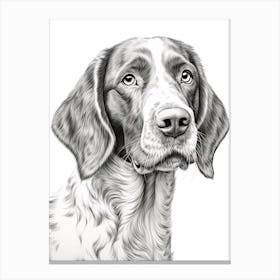Pointer Dog, Line Drawing 1 Canvas Print