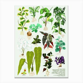 Houseplants Vol 1 Canvas Print