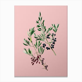 Vintage Wild Olive Botanical on Soft Pink n.0527 Canvas Print