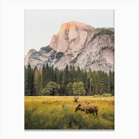 Yosemite Mule Deer Canvas Print