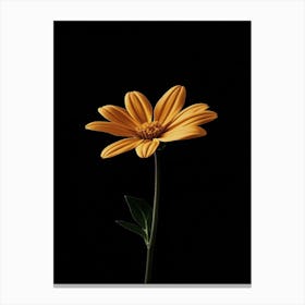 Single Yellow Daisy 4 Canvas Print