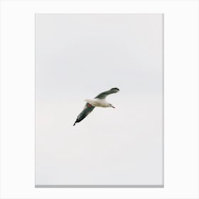 Seagull Flying Over Beach Canvas Print