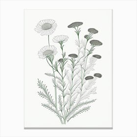 Camomile Herb William Morris Inspired Line Drawing 2 Canvas Print