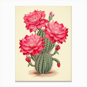 Vintage Cactus Illustration Mammillaria Cactus Canvas Print
