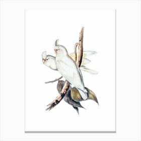 Vintage Blood Stained Cockatoo Bird Illustration on Pure White n.0374 Canvas Print