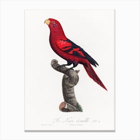 The Violet Necked Lory From Natural History Of Parrots, Francois Levaillant Canvas Print