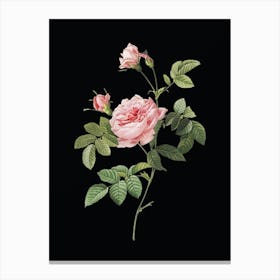 Vintage Pink Rose Turbine Botanical Illustration on Solid Black n.0423 Canvas Print
