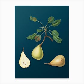 Vintage Pear Botanical Art on Teal Blue n.0597 Canvas Print