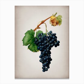 Vintage Grape Spanna Botanical on Parchment n.0902 Canvas Print
