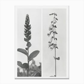 Foxglove Flower Photo Collage 2 Canvas Print