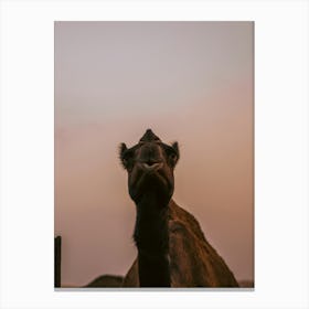 Camels Kiss - Al Wathba Abu Dhabi UAE photo print - moody animal photography art Art Print Canvas Print