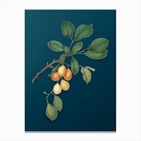 Vintage Cherry Botanical Art on Teal Blue n.0965 Canvas Print