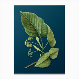 Vintage Linden Tree Branch Botanical Art on Teal Blue n.0353 Canvas Print