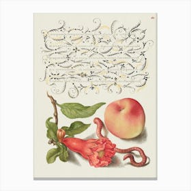 Pomegranate, Worm, And Peach From Mira Calligraphiae Monumenta Or The Model Book Of Calligraphy (1561–1596), Joris Hoefnagel Canvas Print