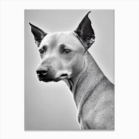 Xoloitzcuintli B&W Pencil dog Canvas Print