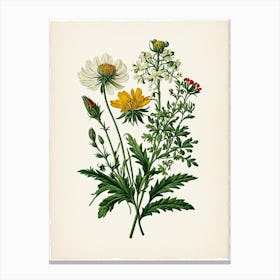 Vintage Botanical Galleria Style Wildflower Painting 19 Canvas Print