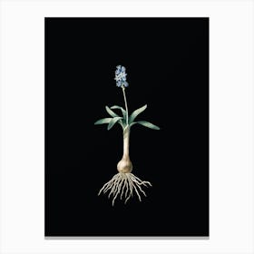 Vintage Scilla Lingulata Botanical Illustration on Solid Black n.0706 Canvas Print