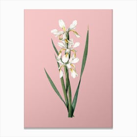Vintage Yellow Banded Iris Botanical on Soft Pink n.0027 Canvas Print