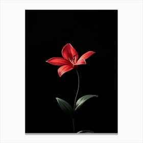 Red Lily Canvas Print