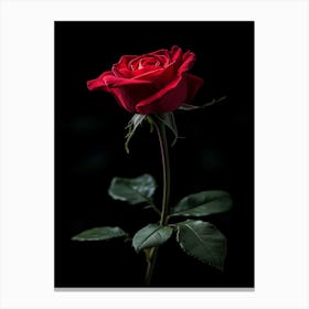 Red Rose Isolated On Black Background 4 Canvas Print