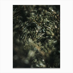 Close Up Of A Pine Tree Canvas Print
