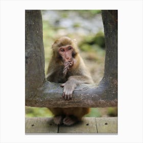 Macaque Monkey Portrait Canvas Print