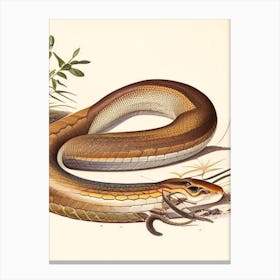 Coastal Taipan Snake 1 Vintage Canvas Print
