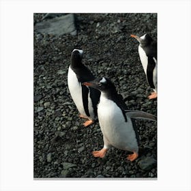 Penguin Characters Of Antarctica Canvas Print