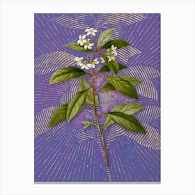 Vintage Sweet Pittosporum Branch Botanical Illustration on Veri Peri Canvas Print