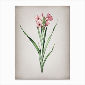 Vintage Sword Lily Botanical on Parchment n.0079 Canvas Print