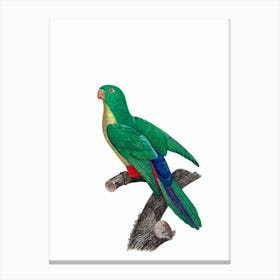 Vintage Parakeet And Parrot Hybrid Bird Illustration on Pure White Canvas Print