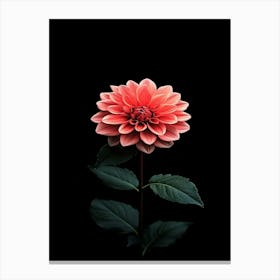 Dahlia Flower 14 Canvas Print