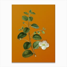 Vintage Caper Plant Botanical on Sunset Orange n.0575 Canvas Print