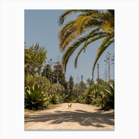 Lisbon Botanical Chicken Crossing Palm Portugal Canvas Print
