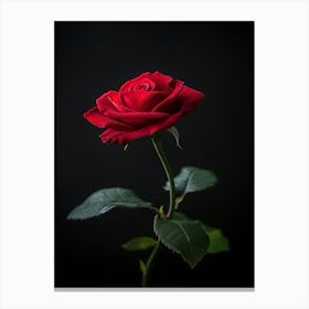 Single Red Rose On Black Background 24 Canvas Print