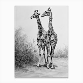 Two Giraffe Together Pencil Drawing 2 Canvas Print