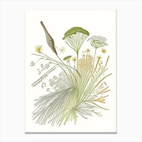 Caraway Spices And Herbs Pencil Illustration 1 Canvas Print