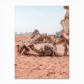 Camels Resting In The Desert Oil Painting Landscape Canvas Print